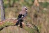 Jay at Hockley Woods (Steve Arlow) (64005 bytes)